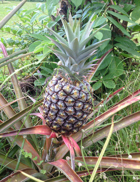 Heavenly Hana Paradise ภายนอก รูปภาพ